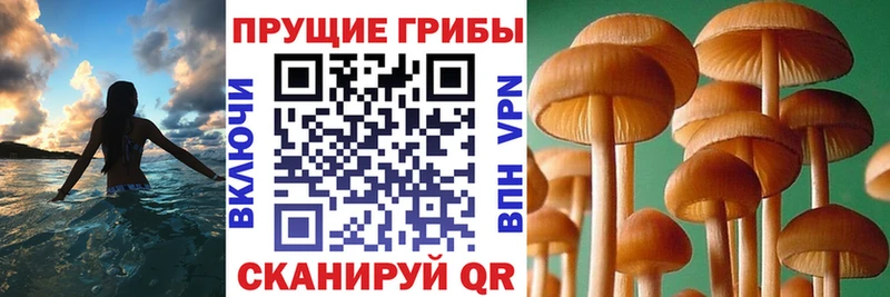 Псилоцибиновые грибы Cubensis  где найти наркотики  Новохопёрск 